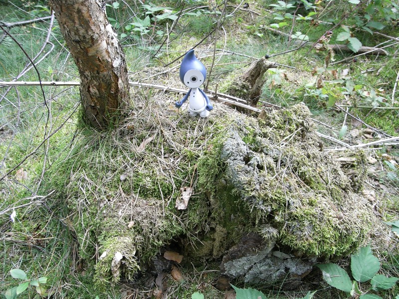 1241813801_5d8f6a57b3_o